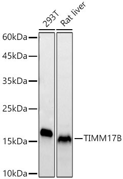 TIMM17B Antibody in Western Blot (WB)