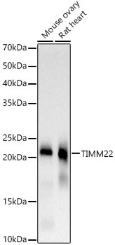 TIMM22 Antibody in Western Blot (WB)