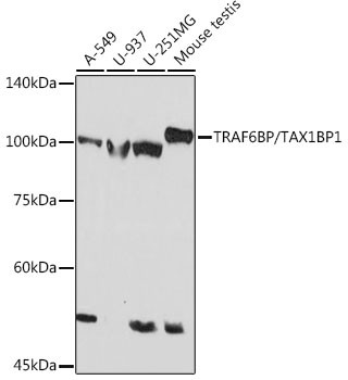 TAX1BP1 Antibody in Western Blot (WB)