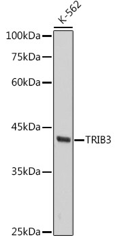 TRIB3 Antibody in Western Blot (WB)