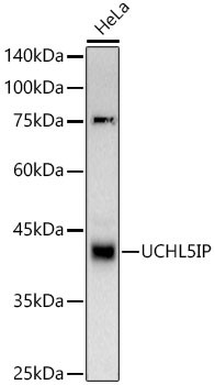 HAUS7 Antibody in Western Blot (WB)