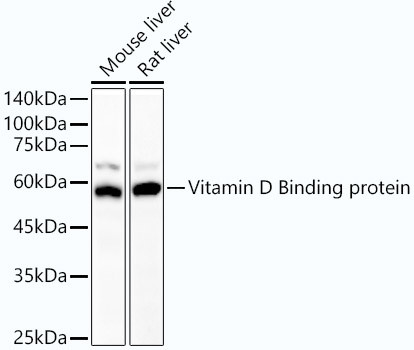 GC Antibody in Western Blot (WB)