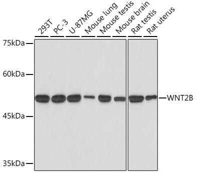 WNT2B Antibody in Western Blot (WB)