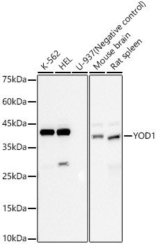 YOD1 Antibody in Western Blot (WB)