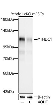 YTHDC1 Antibody in Western Blot (WB)