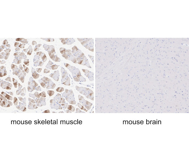 Myosin heavy chain 1 Antibody in Immunohistochemistry (Paraffin) (IHC (P))
