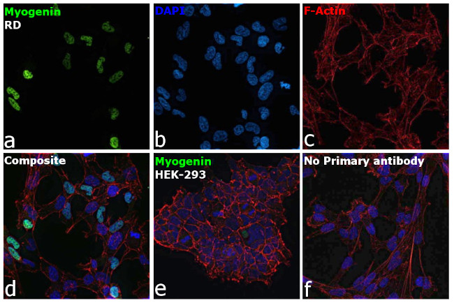 Myogenin Antibody in Immunocytochemistry (ICC/IF)
