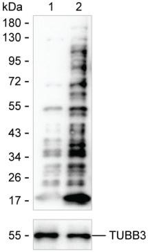 Crotonylated Lysine Antibody in Western Blot (WB)