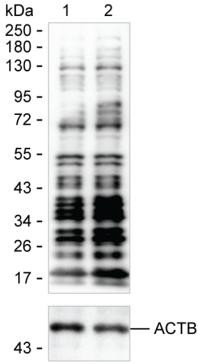 Lactyl Lysine Antibody in Western Blot (WB)