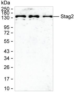 STAG2 Antibody in Western Blot (WB)