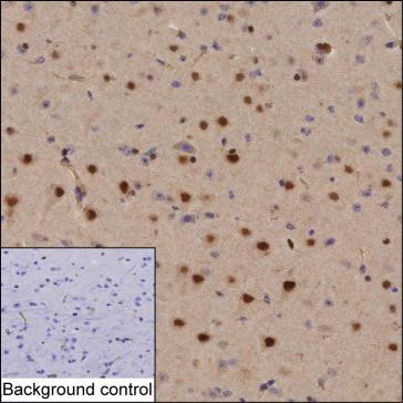 OCT6 Antibody in Immunohistochemistry (Paraffin) (IHC (P))