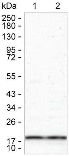 HPCAL1 Antibody in Western Blot (WB)