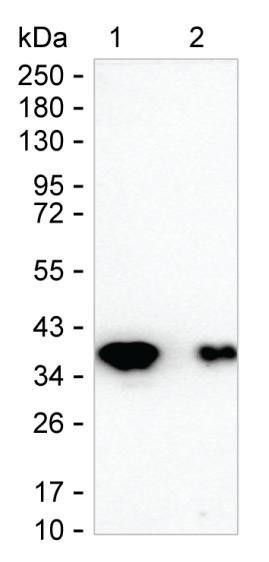 Synaptoporin Antibody in Western Blot (WB)