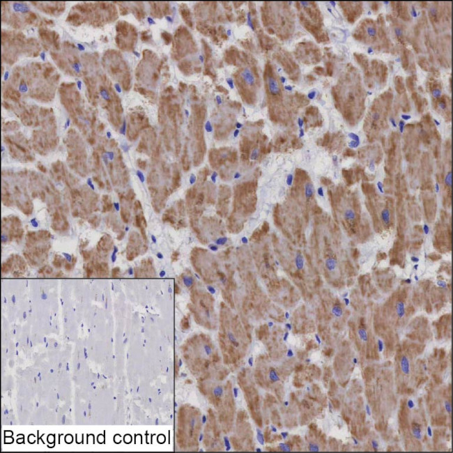 NDUFB8 Antibody in Immunohistochemistry (Paraffin) (IHC (P))