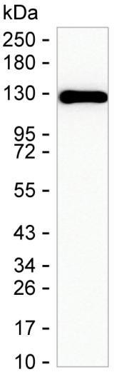 PPP1R9B Antibody in Western Blot (WB)