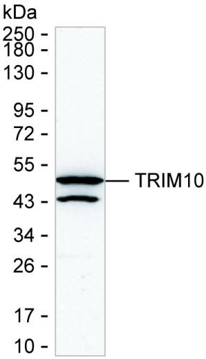 TRIM10 Antibody in Western Blot (WB)