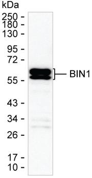 BIN1 Antibody in Western Blot (WB)