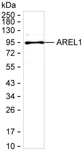 KIAA0317 Antibody in Western Blot (WB)