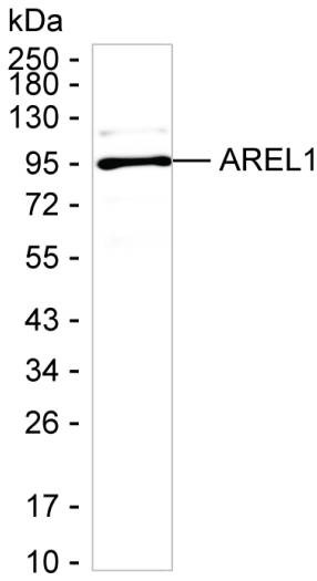 KIAA0317 Antibody in Western Blot (WB)