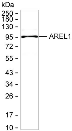 KIAA0317 Antibody in Western Blot (WB)