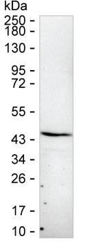 ITGB1BP2 Antibody in Western Blot (WB)