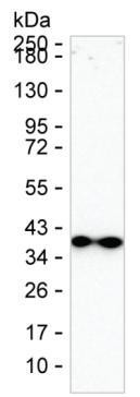 Synaptoporin Antibody in Western Blot (WB)