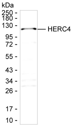 HERC4 Antibody in Western Blot (WB)