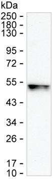 RNF146 Antibody in Western Blot (WB)