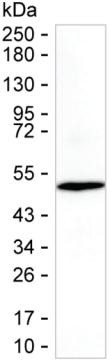 RFPL2 Antibody in Western Blot (WB)