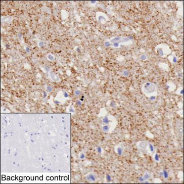 VGAT Antibody in Immunohistochemistry (Paraffin) (IHC (P))