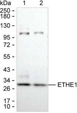 ETHE1 Antibody in Western Blot (WB)
