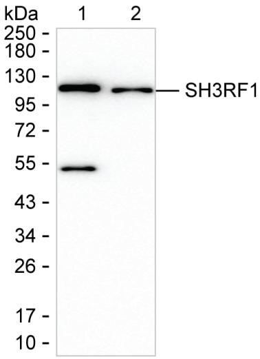 SH3RF1 Antibody in Western Blot (WB)