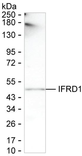 IFRD1 Antibody in Western Blot (WB)