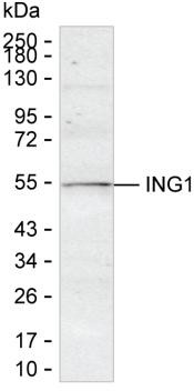 ING1 Antibody in Western Blot (WB)