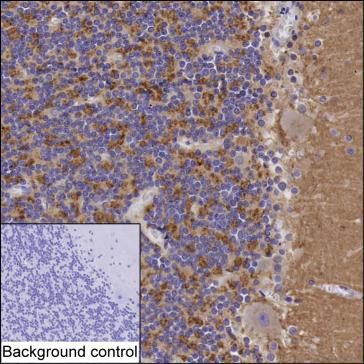 SCAMP5 Antibody in Immunohistochemistry (Paraffin) (IHC (P))