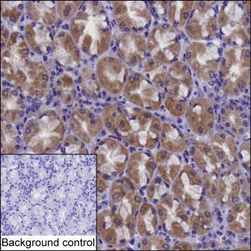 CHCHD6 Antibody in Immunohistochemistry (Paraffin) (IHC (P))