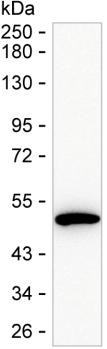 KYNU Antibody in Western Blot (WB)