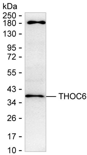 THOC6 Antibody in Western Blot (WB)