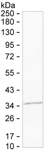 Annexin A10 Antibody in Western Blot (WB)