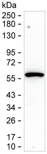 TRIM5 alpha Antibody in Western Blot (WB)