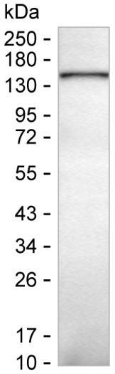 PLCB2 Antibody in Western Blot (WB)