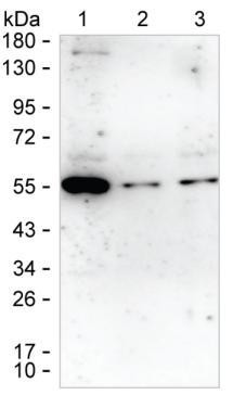 Layilin Antibody in Western Blot (WB)