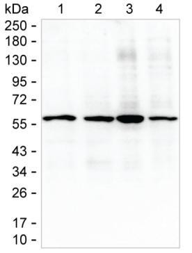 GPI Antibody in Western Blot (WB)