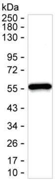CCL28 Antibody in Western Blot (WB)