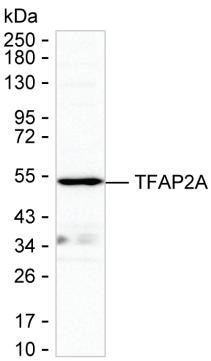 AP2 alpha Antibody in Western Blot (WB)
