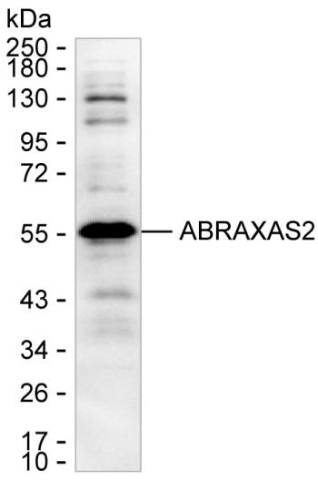 FAM175B Antibody in Western Blot (WB)