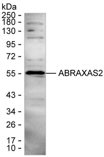 FAM175B Antibody in Western Blot (WB)