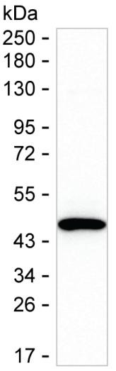 MVK Antibody in Western Blot (WB)