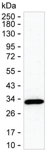 CINP Antibody in Western Blot (WB)
