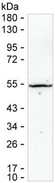 SSB Antibody in Western Blot (WB)